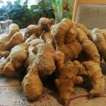 Aikoinaan inkiväärit olivat halpoja. Ostin kerralla useamman. Keittelin näistä inkiväärihilloa ja tein kylmäpuristettua tuoremehuakin. Olen sitä mieltä. että simaan kuuluu ehdottomasti myös inkivääri.