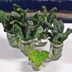 Oman kasvimaan lehtikaalisatoa.